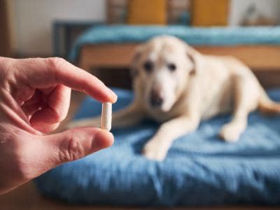 harmful pills for dogs