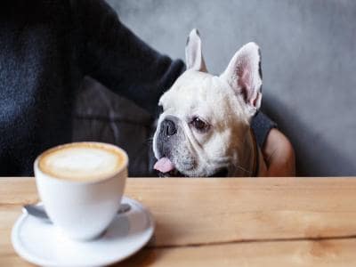 pet parent with pet in the coffee shop