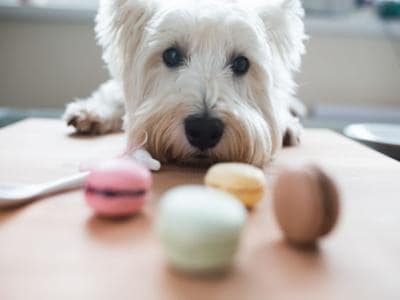 sweet cookies harmful for dogs