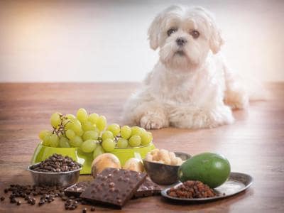 raisins and grapes dangerous for dogs