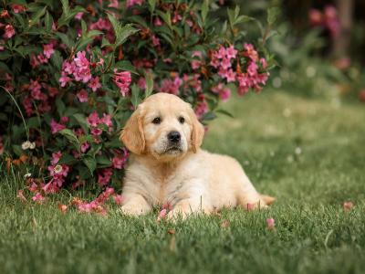 a dog sitting in the garden