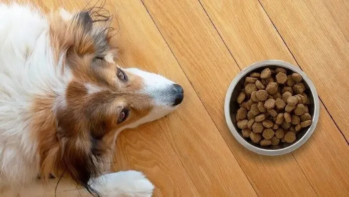 What Is Hypoallergenic Dog Food