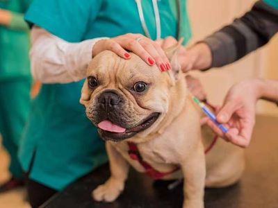 What Puts Dogs at Risk of Canine Flu?
