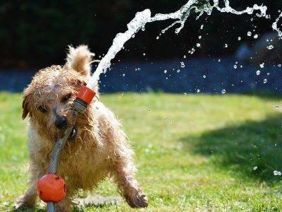 What Triggers Dogs to Drink Dangerous Amounts of Water?