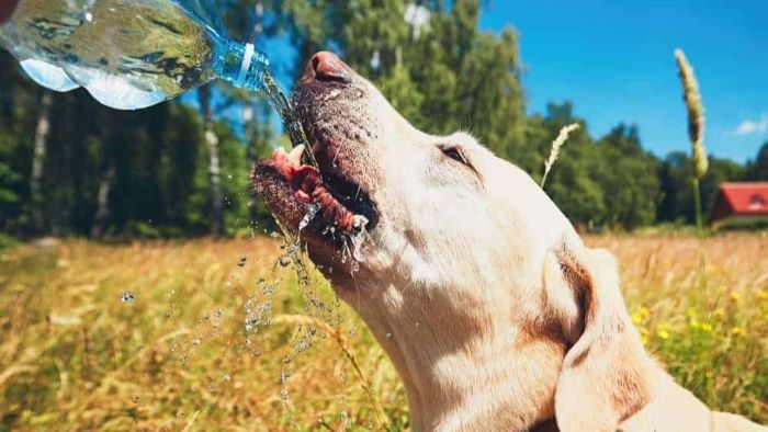 What is Water Intoxication in Dogs? Splash Alert!
