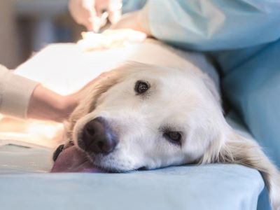 What is the Diagnosis for Dogs with Fainting