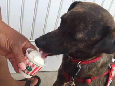 What is the Safest Way to Feed Dogs Custard?