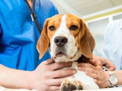 When Should I Take My Dog to the Vet for Fainting