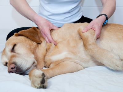When To Consider Euthanasia for Arthritic Dogs