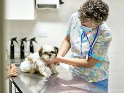 When to Check With Your Vet