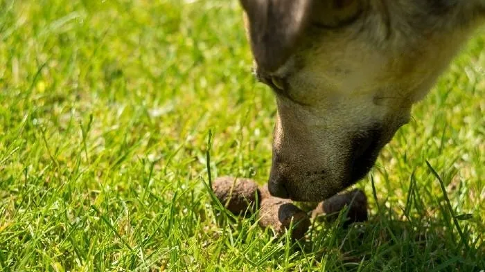 Why Do Dogs Eat Their Own Poop