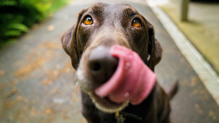 Why Do Dogs Lick Their Lips? Expert's Insights!