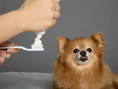 human-toothpaste-dogs