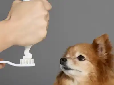 human-toothpaste-for-dogs