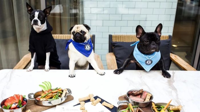 Are Dogs Allowed In Restaurants In The UK WeWantDogs