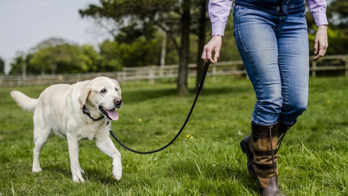 Best Double Ended Dog Lead UK for Dog Walking