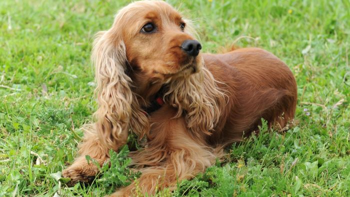 Cocker Spaniel Feeding Guide