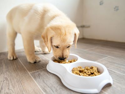 Common Causes of Dog Stomach Gurgling