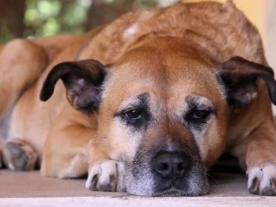 Factors Influencing Ageing in Dogs