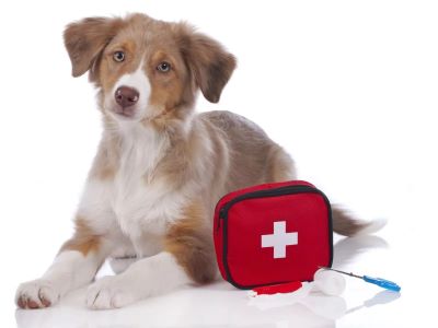 First Aid Tips to Stop Mild Dog Nail Bleeding