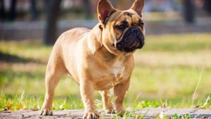 French bulldog