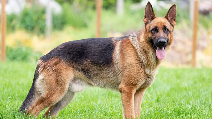 German Shepherd Feeding Chart – How Much to Feed