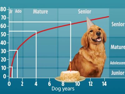 Human Years vs. Dog Years