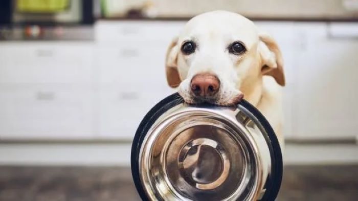 Labrador Feeding Chart