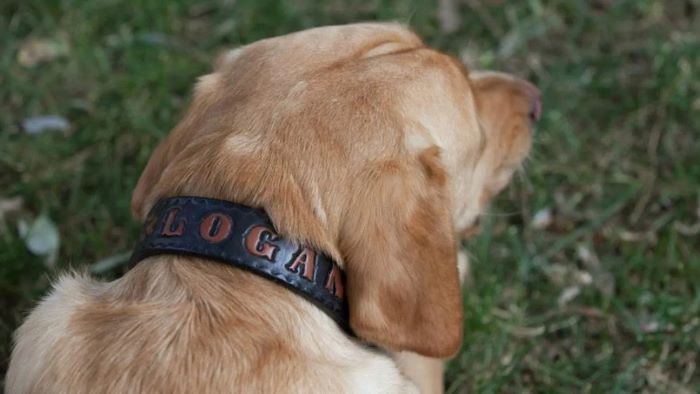 Leather vs Faux Leather Dog Collars
