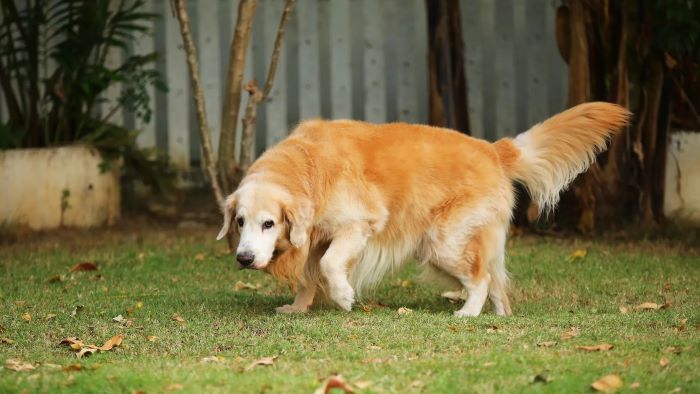 My Senior Dog Is Pacing and Won’t Lie Down