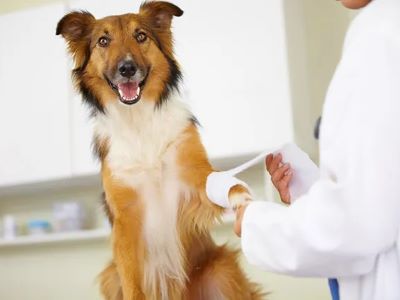 Veterinary Treatments for Dog Nails Problems