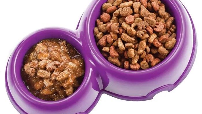 What is the difference between senior dog food and regular