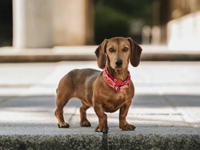 miniature dachshund feeding chart