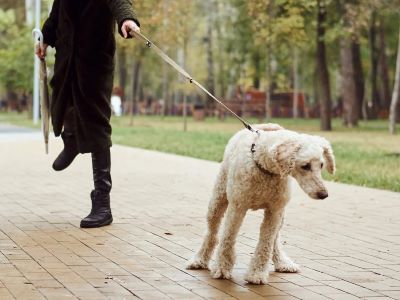 How Can You Prevent Future Obstructions in Your Dog