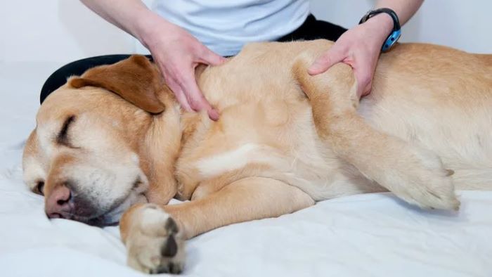 How To Help Dog With Upset Stomach