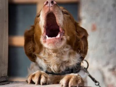 Steps to Provide Your Dog Relief