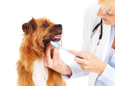 Veterinary Care for Bad Breath
