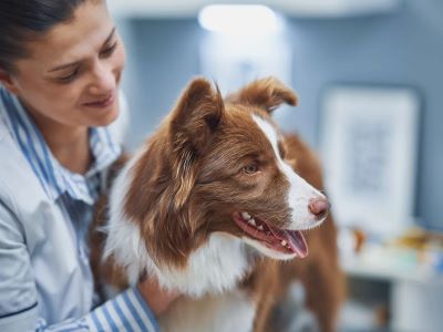 When Should You Seek Veterinary Help