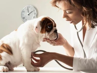 when you can seek veterinary help for the dog’s upset stomach